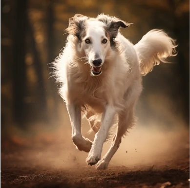 Borzoi feeding