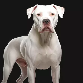 Dogo Argentino care