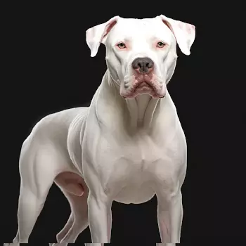 Dogo Argentino Health