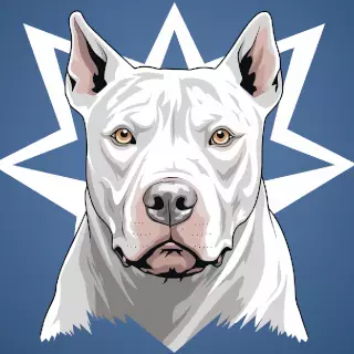 Dogo Argentino Queensland