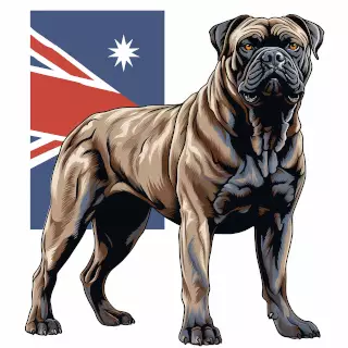 Presa Canario New South Wales