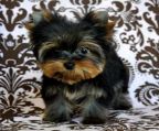 <br><br>                                <br><br>               Yorkie puppies for sale!! Parents are very small 2-4 pounds each! 3 females and 2 males available.  <br><br>                          They are registered,and ready for new homes.I breed all year round.<br>                                 Feel free to contact me:<br><br>                                 oliviatah8@gmail.com<br><br>                 <br>             NB: I can ship interstate*******