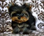 
<br>
<br>                                
<br>
<br>               Yorkie puppies for sale!! Parents are very small 2-4 pounds each! 3 females and 2 males available.  
<br>
<br>                          They are registered,and ready for new homes.I breed all year round.
<br>                                 Feel free to contact me:
<br>
<br>                                 oliviatah8@gmail.com
<br>
<br>                 
<br>             NB: I can ship interstate*******