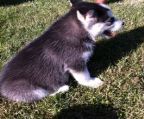 Gorgeous Blue-eyed House Raised AKC black & white
<br>baby boy, beautiful mask, he has his 1st & 2nd
<br>Shots, wormed, had 2 perfect Vet ck-ups, also
<br>comes with a free puppy care pack with premium
<br>puppy food, toys, chew bones, puppy shampoo, and
<br>other nice puppy supplies 