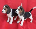 adorable beagle puppies ready