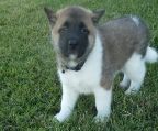 3 males and 2 females, beautiful akita inu puppies one month old vaccinated and dewormed