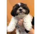 Tricolor shih tzu puppies for sale