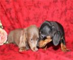 dachshund puppies, different colors and prices