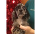spaniel puppies for sale $750