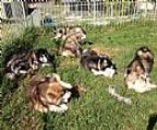 Alaskan Malamute puppies for sale