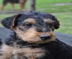 FANTASTIC YELOMAN Airedale Terrier puppies due Easter.
<br>For more information about the puppies please contact on email 