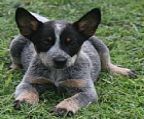 Cattle dog puppies purebred