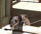 Litter Born 28 th Jan 2024
<br>4 Red girls All girls sold
<br>4 Red Boys
<br>2 Blue Boys
<br>Pups PRA Pattern A
<br>Baer tested
<br>Wormed , multiable Vet checked
<br>Pedigree Registered with Dogs QLD