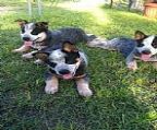 Cooroorah Kennels has 3 Blue Male Babies and 1 red girl available. Puppies will have their first Vaccination, Microchip, Hearing Tested,Registed and 6 week Puppy Insurance. Ready to go now. Enquires Phone 0407 173252.
<br>
<br>Photo is of 3 boys
<br>