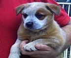 Only 1 girl is available from this litter. She is a very friendly and playful pup, she enjoys a cuddle and having her tummy rubbed. <br><br>She was born on the 9th of February and is ready to go to her new home on 6th April 2013. <br><br>She is Prcd PRA pattern A by parentage will never be affected by PRA or Primary Lens Luxation. She has full hearing in both ears, a scissor bite, vaccinated, wormed, micro chipped and vet checked.<br><br>Mum and Dad are happy dogs, they have great personalities and love to be around people and are both very active. <br><br>Father: Littlewaco Thunder Struck<br>Mother: Australian Champion Yaringah White Out <br><br>Owner′s will receive a puppy pack containing; a Veterinarian health check report, health certificate′s of the pup, health certificate′s of the parents, puppy care and welfare information and 6 weeks free puppy insurance.<br><br>If you would like to find out more about this girl ring Ian or Marise between 6:30pm to 9:30pm on 02 6337 4892, you can also visit my website (link at top of add) to see pictures of the pup as well as information and photos of the parents.