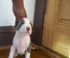 American Pit Bull Terrier