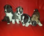 The pups have great blood lines with many champions from the top uk lines on there last 5 generations 2 large male and 3 large females all with great colours and markings and coats . Mum and dad are my pets and can be seen with the pups they both have great temprements and great with children viewing available .<br>Contact me via email or Facebook. Below is my facebook account link just add me or message if your interested.<br><br>h