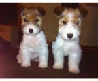 wire hair fox terrier puppies for sale