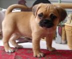 I have a puggle puppy born dec 1st for sale. hes really cute everyone loves him but unfortunately got offered a job the day after i bought him! and now i will be moving downtown to  condo that wont allow pets. I have only had him for 3 days and im sad but im in a rush now to sell him to a new home thats why im selling him for 900 i bought him for 1500 dollars. feel free to message me 778 874 0432 or calll me. he has had all of his shots done.