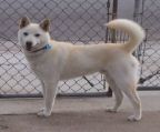 Korean Jindo