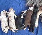 Fiddlespring Aussies are happy to announce the arrival of five gorgeous puppies (18.02.2022). 3 x male, 2 x female, 2 NTB, 2 red merle, 1 tri-black, 1 bi-black, 1 bi-red. Please contact for further inquiries and registration of interest.
