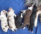 Fiddlespring Aussies are happy to announce the arrival of five gorgeous puppies (18.02.2024). 3 x male, 2 x female, 2 NTB, 2 red merle, 1 tri-black, 1 bi-black, 1 bi-red. Please contact for further inquiries and registration of interest.