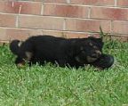 ′AZPROUDAZ′ Aussies have 1 male black tri and 1 male red tri puppy still looking for their forever homes from litter born 17/01/22. Both suitable for pet/performance homes.<br>Symphony - ′Azproudaz Shadow Spirit C.D. R.N.′ to <br>Sly - ′Azproudaz Anzac Pride′.<br>Symphony - hips 1:1, Elbows 0:0. Sly - Hips 1:1, Elbows 0:0. <br>Both are D.N.A. tested and clear for C.E.A; P.R.A; Hereditary Cataracts and Ivermectin Sensitivity. <br>My lines combine great Obedience Champions, Grand Champions and multiple Aust. Champions. Pups will be high drive, suitable for Obedience, Agility, Show, Pet and other dog sports.<br>