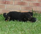 ′AZPROUDAZ′ Aussies have 1 male black tri and 1 male red tri puppy still looking for their forever homes from litter born 17/01/22. Both suitable for pet/performance homes.
<br>Symphony - ′Azproudaz Shadow Spirit C.D. R.N.′ to 
<br>Sly - ′Azproudaz Anzac Pride′.
<br>Symphony - hips 1:1, Elbows 0:0. Sly - Hips 1:1, Elbows 0:0. 
<br>Both are D.N.A. tested and clear for C.E.A; P.R.A; Hereditary Cataracts and Ivermectin Sensitivity. 
<br>My lines combine great Obedience Champions, Grand Champions and multiple Aust. Champions. Pups will be high drive, suitable for Obedience, Agility, Show, Pet and other dog sports.
<br>