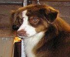 Mysql has a long awaited litter due late May, red & black tri puppies expected, pet enquiries welcome.