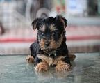 Silky Terrier puppies for sale