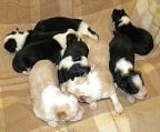 Two Black and White and one Red and White female puppies available to loving family homes. These puppies are very pretty girls and nicely marked and will make excellent family pets or Obedience, Agility etc. dogs.
<br>
<br>Chocolate and White males and females and one Tricolour male puppy one week old. Tricolour puppies due in March.
<br>
<br>All Milangimbi puppies come Vet Checked, Vaccinated, Microchipped, Wormed every two weeks, Registered and with six weeks puppy Health Insurance.
<br>
<br>Milangimbi dogs are DNA\′d for CL, CEA and TNS so that these puppies can never develop any of these diseases.
<br>
<br>I have a vet certificate exempting my puppies from being Microchipped before six weeks of age. This will be performed at six weeks when they are Vet Checked and Vaccinated.
<br>
<br>Border Collies since 1977. Foundation Member Border Collie Club of Victoria.