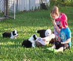 PERRIOAK BORDER COLLIES 
<br>Are pleased to anounce puppies born 21st Febuary
<br>From Ch Perrioak Maximum Impact and Perrioak Gambling on a Dream
<br>As usual these puppies will only be allowed to go to loving homes.
<br>They will be microchipped vaccinated wormed vet checked and desexed.
<br>There is only one special puppy left he is the one with the full white head.