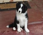 We are expecting a litter on the 19th of April.<br><br>Pups expected will be black and white, and come micro-chipped, vaccinated, vet-checked and with limited register papers.<br>Pups will be clear of CEA, CL & TNS.<br><br>Ace and Poppy have excellent hip scores (2:1, and 1:2 both with 0:0 elbows)<br><br>The parents of this litter have wonderful trainable temperaments and are fantastic with our two young children.<br><br>Competition homes (obedience/agility/flyball etc) will have priority on suitable quality pups.<br><br>ALL PUPPIES SOLD ON LIMITED REGISTER. <br>No exceptions.<br><br>To enquire you need to fill out the enquiry form located on our website.<br>http://www.vinumbordercollies.com/puppyenquirytemplate.htm