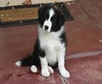 We are expecting a litter on the 19th of April.
<br>
<br>Pups expected will be black and white, and come micro-chipped, vaccinated, vet-checked and with limited register papers.
<br>Pups will be clear of CEA, CL & TNS.
<br>
<br>Ace and Poppy have excellent hip scores (2:1, and 1:2 both with 0:0 elbows)
<br>
<br>The parents of this litter have wonderful trainable temperaments and are fantastic with our two young children.
<br>
<br>Competition homes (obedience/agility/flyball etc) will have priority on suitable quality pups.
<br>
<br>ALL PUPPIES SOLD ON LIMITED REGISTER. 
<br>No exceptions.
<br>
<br>To enquire you need to fill out the enquiry form located on our website.
<br>http://www.vinumbordercollies.com/puppyenquirytemplate.htm