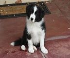 We are expecting a litter on the 19th of April.
<br>
<br>Pups expected will be black and white, and come micro-chipped, vaccinated, vet-checked and with limited register papers.
<br>Pups will be clear of CEA, CL & TNS.
<br>
<br>Ace and Poppy have excellent hip scores (2:1, and 1:2 both with 0:0 elbows)
<br>
<br>The parents of this litter have wonderful trainable temperaments and are fantastic with our two young children.
<br>
<br>Competition homes (obedience/agility/flyball etc) will have priority on suitable quality pups.
<br>
<br>ALL PUPPIES SOLD ON LIMITED REGISTER. 
<br>No exceptions.
<br>
<br>To enquire you need to fill out the enquiry form located on our website.
<br>http://www.vinumbordercollies.com/puppyenquirytemplate.htm