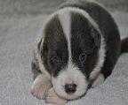 Saradale Border Collies has a stunning litter of puppies, born . There are black and white and blue and white puppies available.