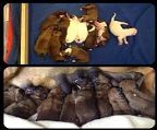 We are pleased to announce that we have had two new litter arrive. <br><br>Our new litter from Jazz & Blake has 11 bouncing babies & arrived Easter Sunday 31st Mar.<br>We have in the litter-<br>1 x male flashy red & white<br>2 x males classic red<br>1 x male ivory<br>2 x females flashy red & white<br>3 x females classic red<br>2 females ivory.<br><br>Our second litter arrived safely on the 3rd April from Brandy & Conan.<br>In the litter we have-<br>4 Males Classic Red<br>4 Females Classic Red<br><br>Please feel free to email for more info, Taking names now.<br><br>They will come wormed, vacc, vet checked, micro chipped, VCA limited reg, come with a puppy pack, 6 weeks free pet insurance, 24/7 after sale support.<br><br>More info & photos on the web site.<br><br>Please feel free to email for more info, no text messages, I won′t answer. I′m not on email every day so can take up to a week to respond.<br><br>Pricing & other details on our site.<br><br>Breeders no CGS 04/2012