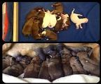 We are pleased to announce that we have had two new litter arrive. 
<br>
<br>Our new litter from Jazz & Blake has 11 bouncing babies & arrived Easter Sunday 31st Mar.
<br>We have in the litter-
<br>1 x male flashy red & white
<br>2 x males classic red
<br>1 x male ivory
<br>2 x females flashy red & white
<br>3 x females classic red
<br>2 females ivory.
<br>
<br>Our second litter arrived safely on the 3rd April from Brandy & Conan.
<br>In the litter we have-
<br>4 Males Classic Red
<br>4 Females Classic Red
<br>
<br>Please feel free to email for more info, Taking names now.
<br>
<br>They will come wormed, vacc, vet checked, micro chipped, VCA limited reg, come with a puppy pack, 6 weeks free pet insurance, 24/7 after sale support.
<br>
<br>More info & photos on the web site.
<br>
<br>Please feel free to email for more info, no text messages, I won′t answer. I′m not on email every day so can take up to a week to respond.
<br>
<br>Pricing & other details on our site.
<br>
<br>Breeders no CGS 04/2024