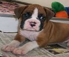 Boxer Puppies North American bloodline Fawn & white