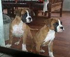 Two red & white female pups. One eight weeks old Vaccinated Chip 982000190603236.<br>One six weeks. Vaccinated Chip 982000197580829<br>Ballarat<br>Theresa 0419132646