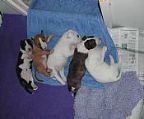 RARE OPPORTUNITY:
<br>
<br>Lowdina will have puppies, male and female, white and brindle and white available from my select overseas linage.
<br>
<br>Expressions of interest will only be by phone with a call back number, (NO blocked numbers will be answered)
<br>
<br>International inquiries are welcome via email