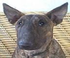 ***VICTORIAN ENQUIRIES ONLY***
<br>
<br>We have available a 7mth old brindle female. Very well bred, beautiful natured girl who is great with children of any age.
<br>
<br>Needs to go to a home where she is the ONLY PET. Please do not enquire if you have other pets or livestock.
<br>
<br>$800
<br>
<br>Microchip #956000008829078