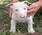 pitbull puppy for sale