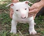 WHITE MALE WITH BRINDLE EYE PATCH & EAR
<br>WHITE FEMALE (THESE PUPS READY TO GO TO NEW HOMES)
<br>
<br>
<br>IMPORTED BLOODLINES
<br>
<br>New litter ready to go ( whites) Some of these puppies will be available to loving forever homes.. 
<br>
<br>Puppies are vaccinated, micro-chipped,wormed, vet checked & Pedigree Registration papers with Dogs QLD.
<br>
<br>For more info please contact us.
<br>