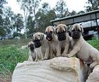 Gold Coast Queensland will export Australia wide<br>Lovers and Breeders of Quality Bullmastiffs<br>We have been provided access to blood lines many other envy<br>The best blood lines in the world used in our breeding program<br>Oldwell Kennels United kingdom, Graecia Kennels United kingdom, Pryderi Kennels United kingdom Blackslate Kennels USA<br>Breeder of the Best of Breed Winner Victorian Bullmastiff 25th Anniversary show <br>Pups now available Contact Craig & Linda 07 55 476 493<br>0412044697