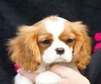 CAVASHON offers lovely Cavalier babies for sale to for ever homes. All babies will be micochipped, registared on limited registar, wormed and innoculated. All puppies are from impecable bloodlines from the UK, USA and Aust. lineage. All parents reside here at CAVASHON where our show record from these parents speaks for it self. Best Show Specialties, Best in Show All Breeds, 2011, 2012 Best of Breeds at the major Royals in Australia. Contact Kym on 08 82847221