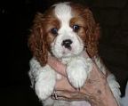 ZEAL KENNELS has available Blenheim, Tri-Colour, Black & Tan and Ruby Coloured Cavalier King Charles Spaniels to GOOD HOMES ONLY. 
<br>
<br>They have been vet-checked, vaccinated, wormed and microchipped. I put a lot of time and effort into socialising these puppies and making sure that they go to their new homes with their first toilet training lessons.
<br>
<br>For further enquiries about purchasing one of these puppies, please call Diana on (02) 9651 1607.