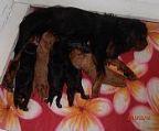 Our darling Gracie now has a litter of black and tan and ruby puppies. These babies will be ready around the end of April when they are 8 weeks old and will be vet checked, wormed, microchipped, 1st vaccination etc.
<br>They are house reared and available to approved homes where they will be a valued family member as PET only.
<br>
<br>Parents have been specialist heart checked.
<br>
<br>Please note: Cavalier King Charles Spaniels are COMPANION dogs and not suitable to be left alone all day if you work full time.
<br>
<br>For further information please call Charmaine.
<br>