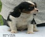 Quality Pure Bred Cavalier King Charles puppies are available now.
<br>
<br>Deena gave us beautiful babies on the 7th January.
<br>
<br>*****
<br>1 Tri-colour boy - available
<br>1 Blenheim boy - sold
<br>*****
<br>
<br>These babies will be available to go to their new homes from 9th March.
<br>
<br>The pups will go to their new homes with their first vaccination, microchipped, health checked and wormed.
<br>They also come with information to help them have a smooth transition into their new homes.
<br>
<br>Our pups are raised on a natural raw food diet.