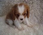 Cavalier King Charles Spaniels available for pet and, or show. 
<br>All of our adult dogs and puppies are well socialised and have great personalities. Breed for their temperaments, our puppies will make a great new addition to anyone’s family. All come vaccinated, micro-chipped, vet checked x2, breed information and health and feeding requirements, puppy packs (including papers) registered with Dogs NSW and a strict worming program. Our puppies come with a 4 week health guarantee. You are more than welcome to come and view puppies and their parents anytime.Transport interstate can be arranged with honest and reliable pet transport. For any inquiries please call or email, we are looking forward to answering any questions you may have. 